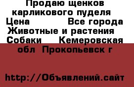 Продаю щенков карликового пуделя › Цена ­ 2 000 - Все города Животные и растения » Собаки   . Кемеровская обл.,Прокопьевск г.